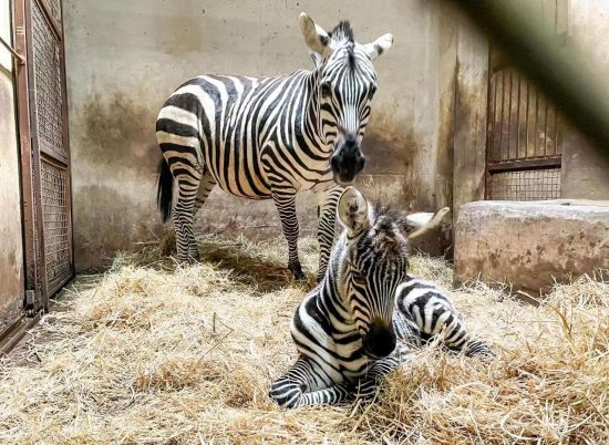 龍沙動植物園第三次成功繁殖小斑馬