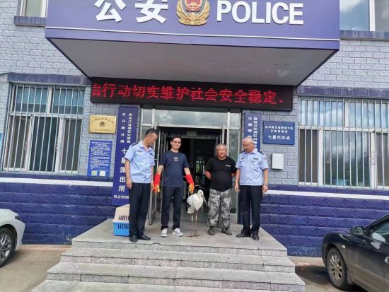 撓力河保護區單日救治三只東方白鸛